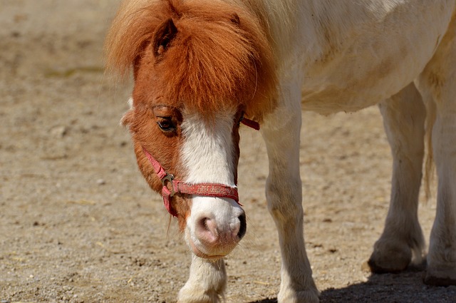 koník pony