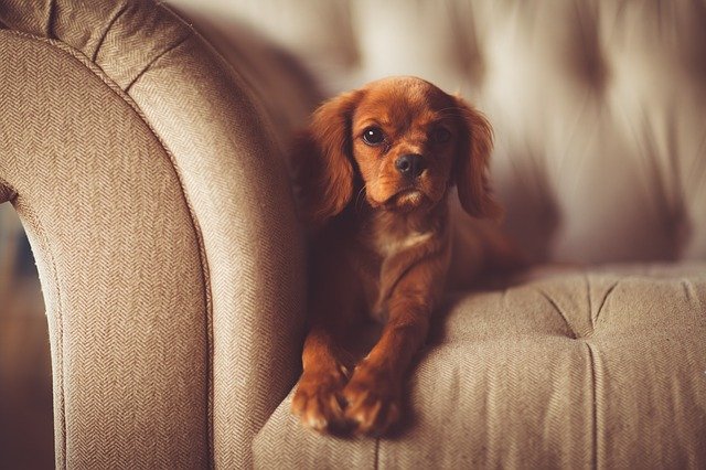 rozkošný pes na gauči