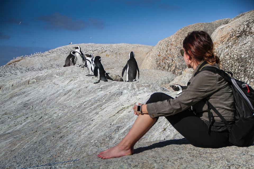 pozorování tučňáků